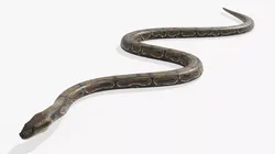 Python Snake Rigged For Blender Animated Set Low-poly 3D model