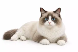 Ragdoll Cat Fluffy Pet Animal 3D model