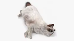 Ragdoll Cat Lying Pose Fur 3D model