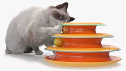 Ragdoll Cat Playing with Tower Track Toy Fur 3D model