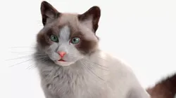 Ragdoll Cat Sitting Pose Fur 3D model