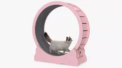 Ragdoll Cat Walking on Exercise Wheel Fur 3D model