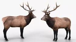 Realistic Elk Fur Rigged For Blender 3D model
