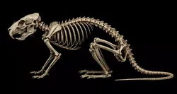 Realistic Rat Skeleton Anatomy 3D Model - Full Bone Structure  3D model