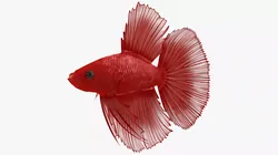 Red Crowntail Betta Fish Swimming Animated Rigged 3D model