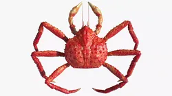 Red King Crab Rigged For Blender 3D model