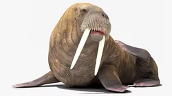Resting Walrus Animated Rigged For Blender 3D model