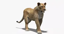 Rigged Animated Lioness Low-poly 3D model