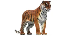 Rigged Tiger Fur 3D model