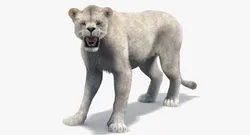 Rigged White Lioness Fur 3D model