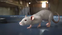 Rodent Rat Running Animated Rigged For Blender 3D model