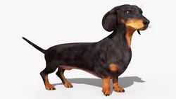 Running Dachshund Dog Animated Rigged for Blender 3D model