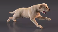 Running White Retriever Dog Fur Animated Rigged for Cinema 4D 3D model