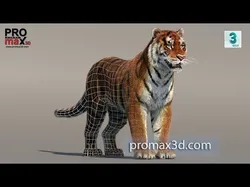 Siberian Tiger Fur 3D model