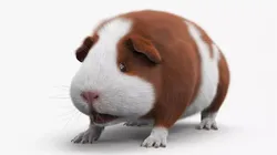 Smooth Coat Guinea Pig Brown White Fur Rigged 3D model
