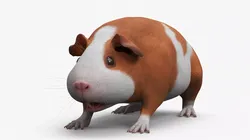 Smooth Coat Guinea Pig Brown White Rigged 3D model