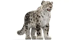 Snow Leopard with Ornatrix Fur 3D model