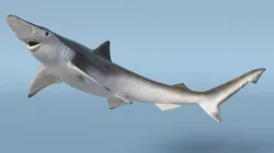 Spadenose Shark Model in Swimming Pose 3D model
