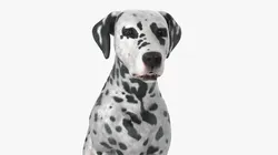 Spotted Dalmatian Dog Running Animated Fur Rigged For Blender 3D model
