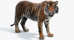 Sumatran Tiger Rigged Fur 3D model