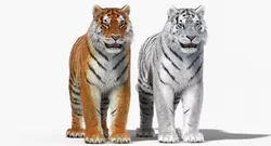 Tiger Amur Fur Two Color 3D model