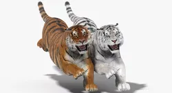 Tiger Animated Fur Two Colors 3D model