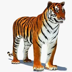 Tiger Animated Low-poly 3D model