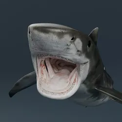 Tiger Shark Attack Bite Animated Rigged For Maya 3D model