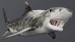 Tiger Shark Swim Fast Animated Rigged For Maya 3D model