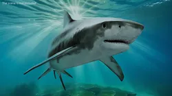 Tiger Shark Swim Idle Animated Rigged For Maya 3D model
