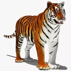 Tiger White and Natural 3D Model Low-poly 3D model