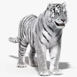 Tiger White Fur 3D model