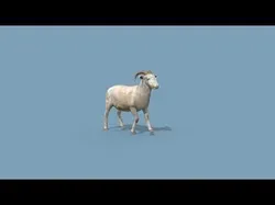 Top Ram and Sheep 8K - 3d animated 3D model