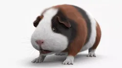 Tricolor Guinea Pig Short Hair Black Brown White Fur Rigged 3D model