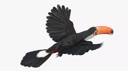 Tropical Toucan in Flight 3D model