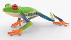 Walking Red Eyed Tree Frog Animated Rigged for Blender 3D model