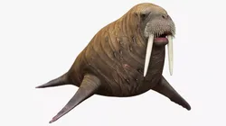 Walrus Rigged For Blender 3D model