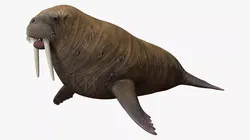 Walrus Rigged For Blender 3D model