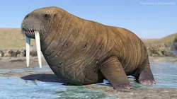 Walrus Walking Animated Rigged For Blender 3D model