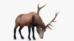 Wapiti Eating Fur Animated Rigged For Blender 3D model