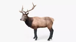 Wapiti Stag Fur Animated Rigged For Blender 3D model