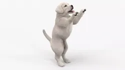 White Labrador Puppy Playful Standing Pose Fur for Cinema 4D 3D model