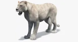 White Lioness Fur 3D model