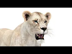 White Lioness Low-poly 3D model