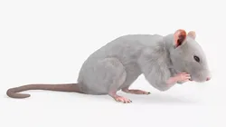 White Rat Fur Rigged For Blender 3D model