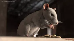 White Rat Fur Rigged For Blender Animated Set 3D model