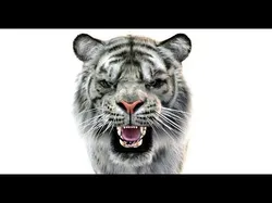 White Sumatran Tiger 3D Model Rigged Fur 3D model
