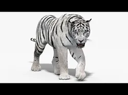 White Tiger Animated Low-poly 3D model