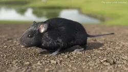 Wild Field Mouse Small Rodent Black Fur 3D model
