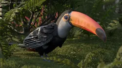 Wild Toucan Bird Fur For Blender 3D model